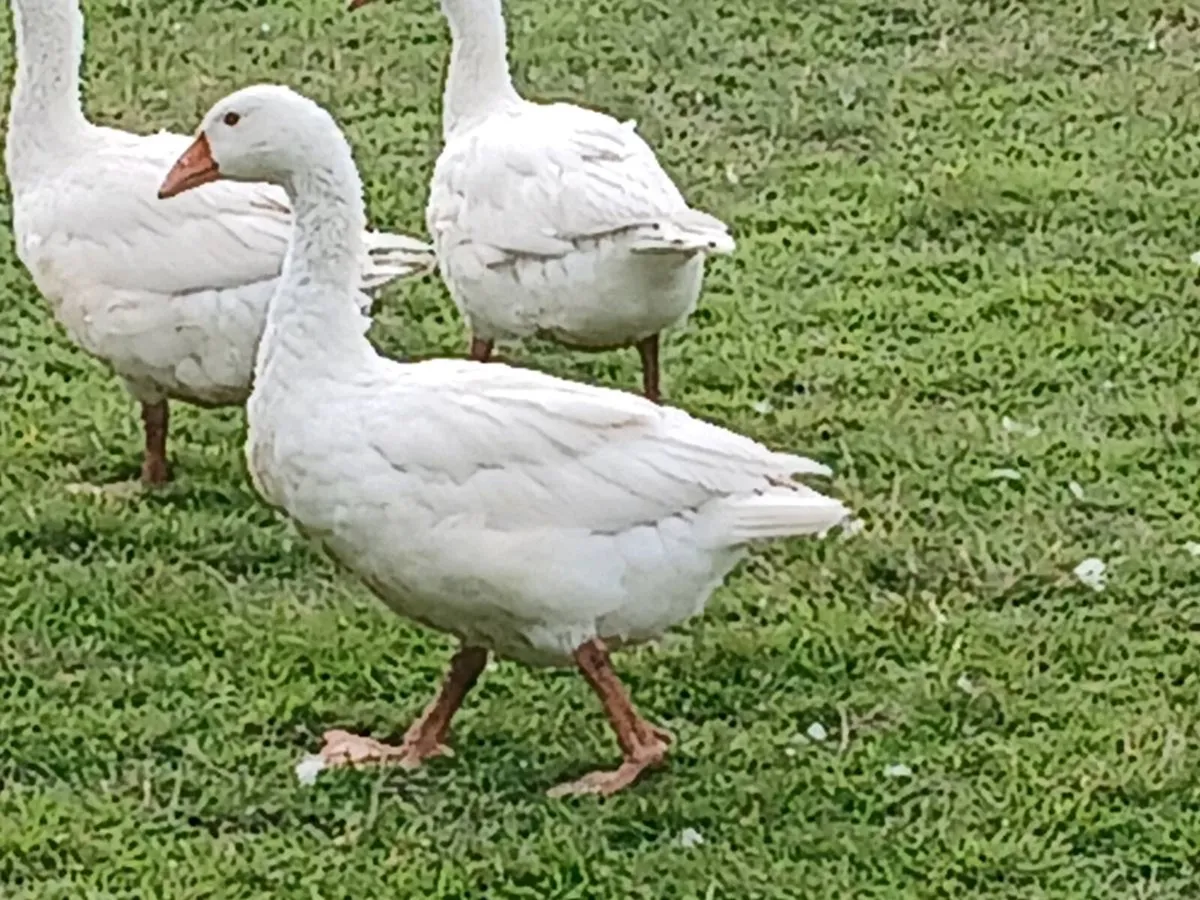 EMDEN GEESE FOR DALE - Image 3