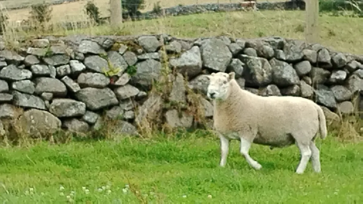 Hill cheviot tip ram - Image 3