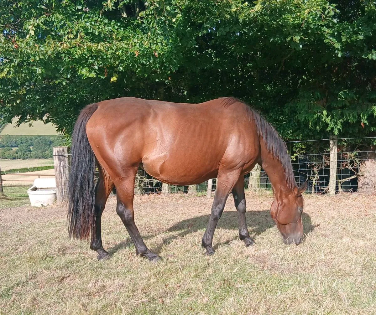 Mare with colt foal - Image 3