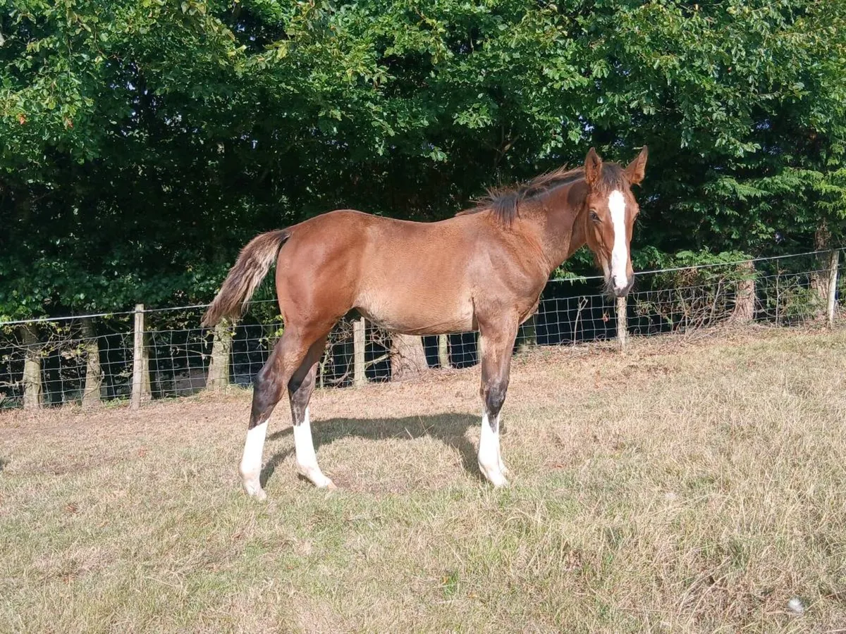 Mare with colt foal - Image 4