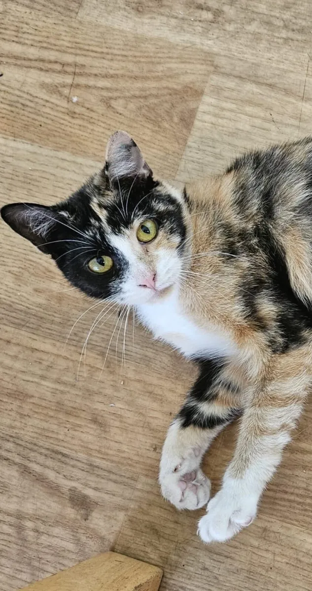 Lovely Biscuit 6 months old kitten for adoption - Image 3