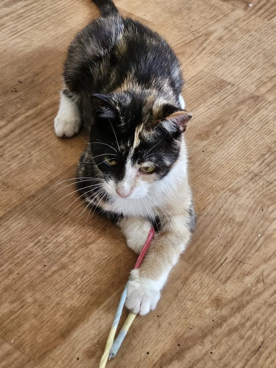 Lovely Biscuit 6 months old kitten for adoption - Image 2