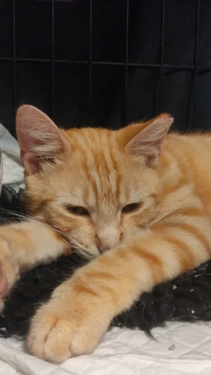 Mango  1year old neutered boy - Image 1