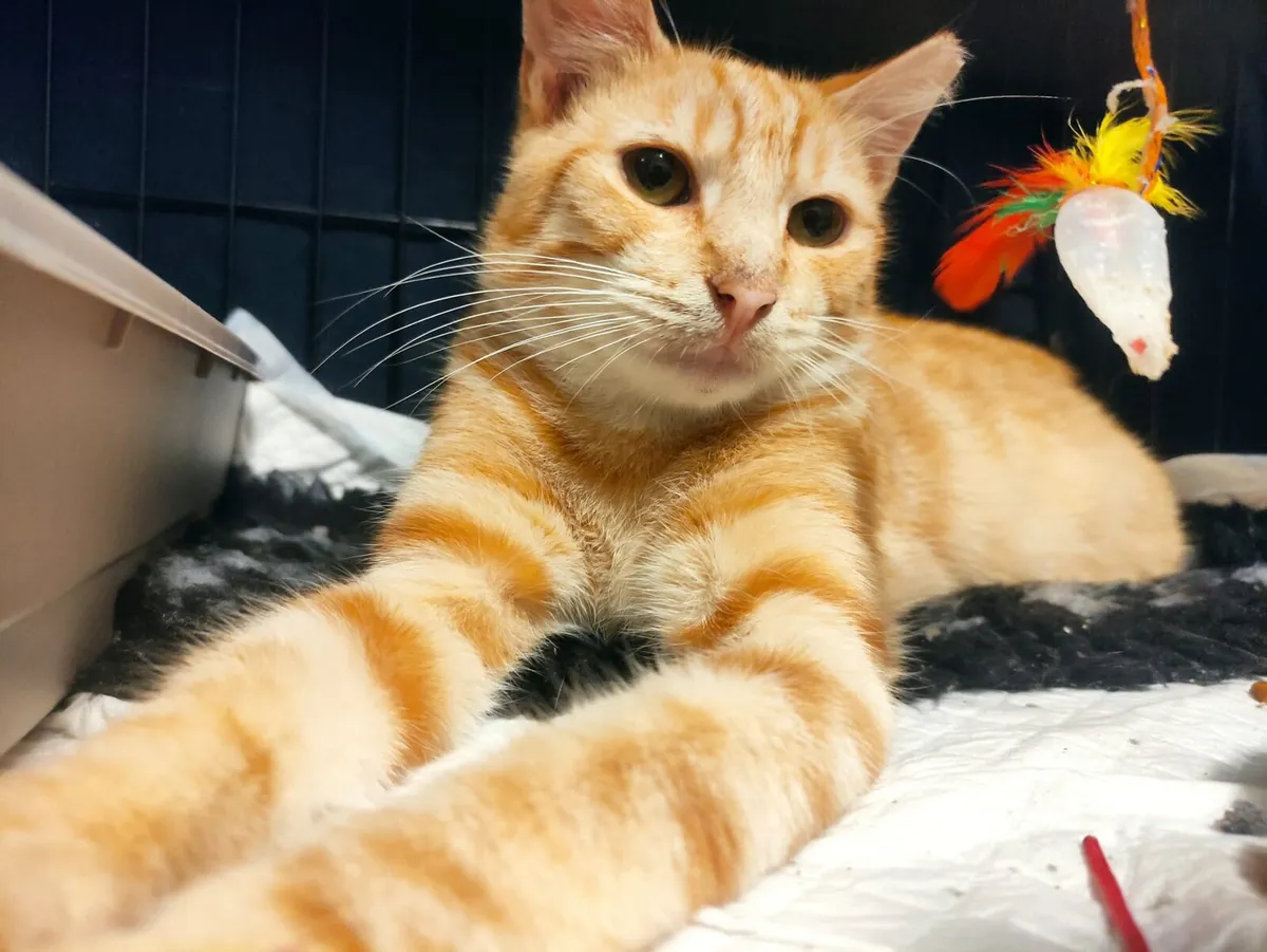 Mango  1year old neutered boy - Image 2