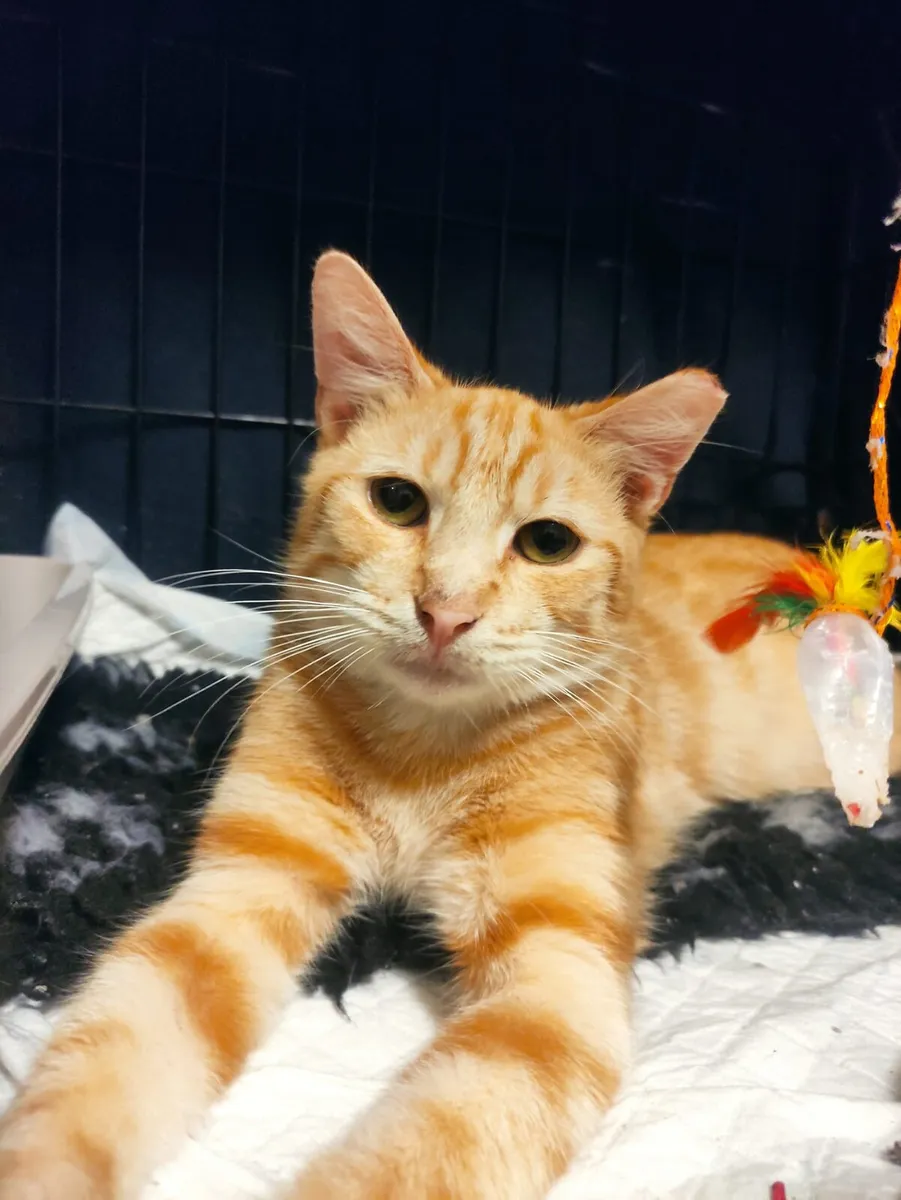 Mango  1year old neutered boy - Image 3