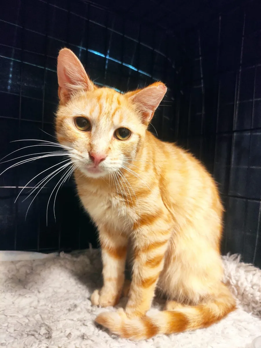 Mango  1year old neutered boy - Image 4