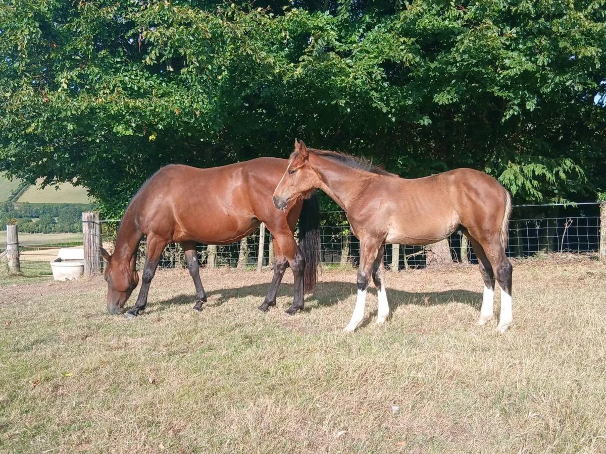 Mare with colt foal - Image 1