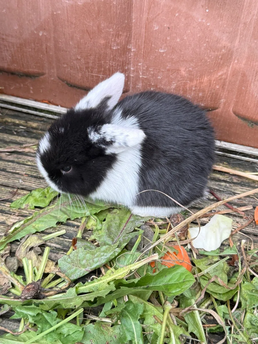 lop-eared rabbit - Image 1