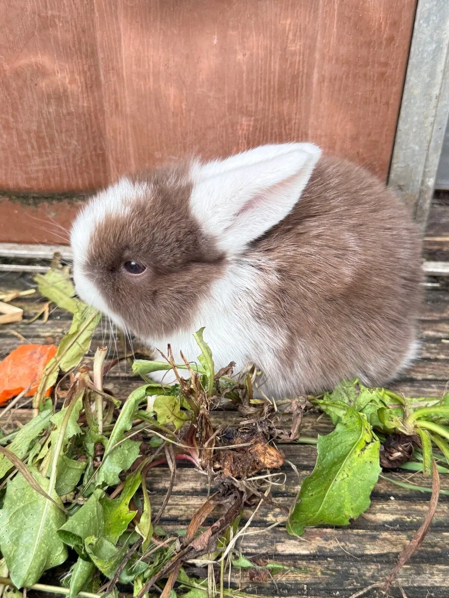 lop-eared rabbit - Image 2