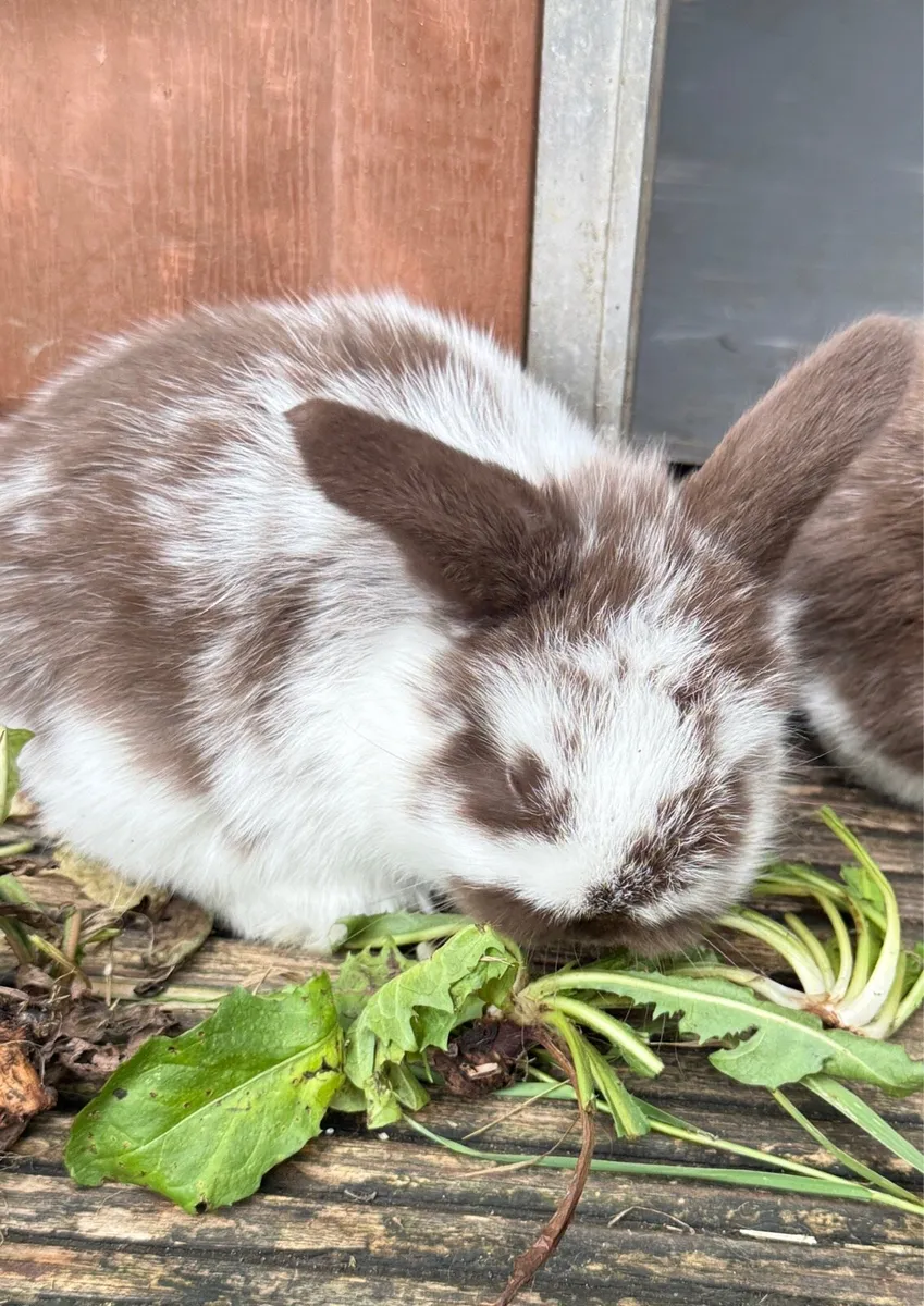 lop-eared rabbit - Image 3