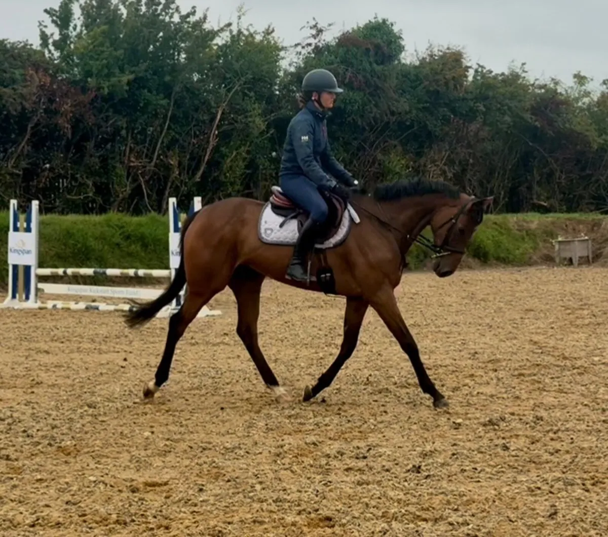 16.2 5yo Thoroughbred Mare - Image 1