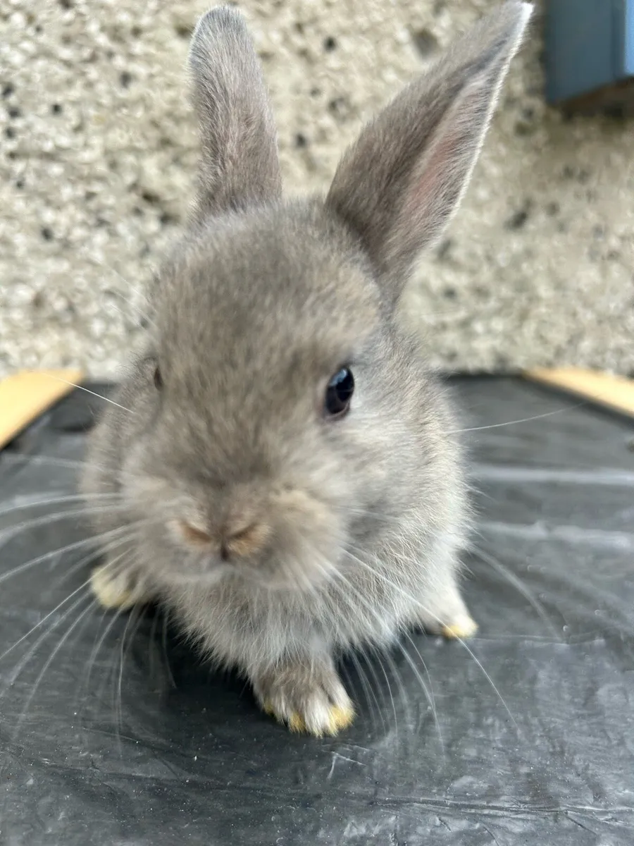 Rabbits - Image 4