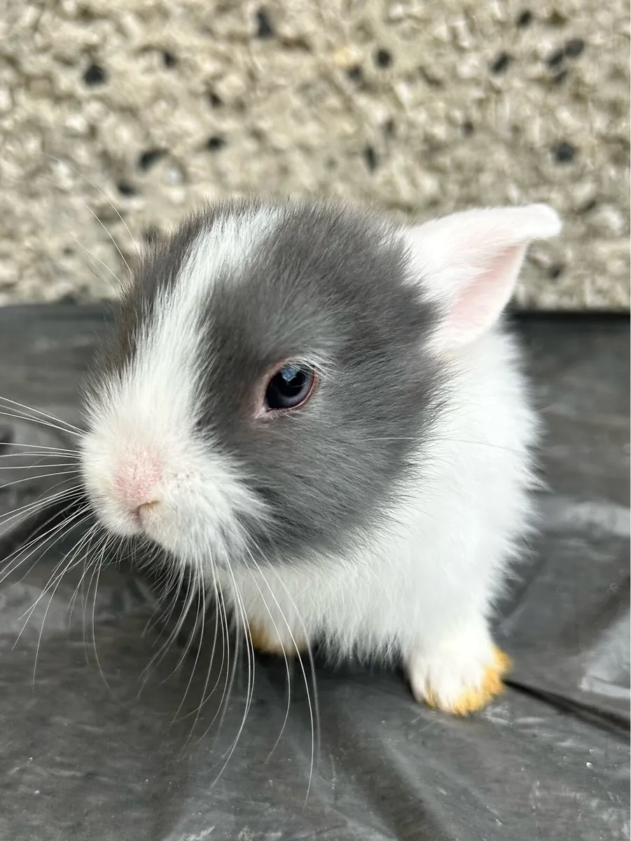 Rabbits - Image 1