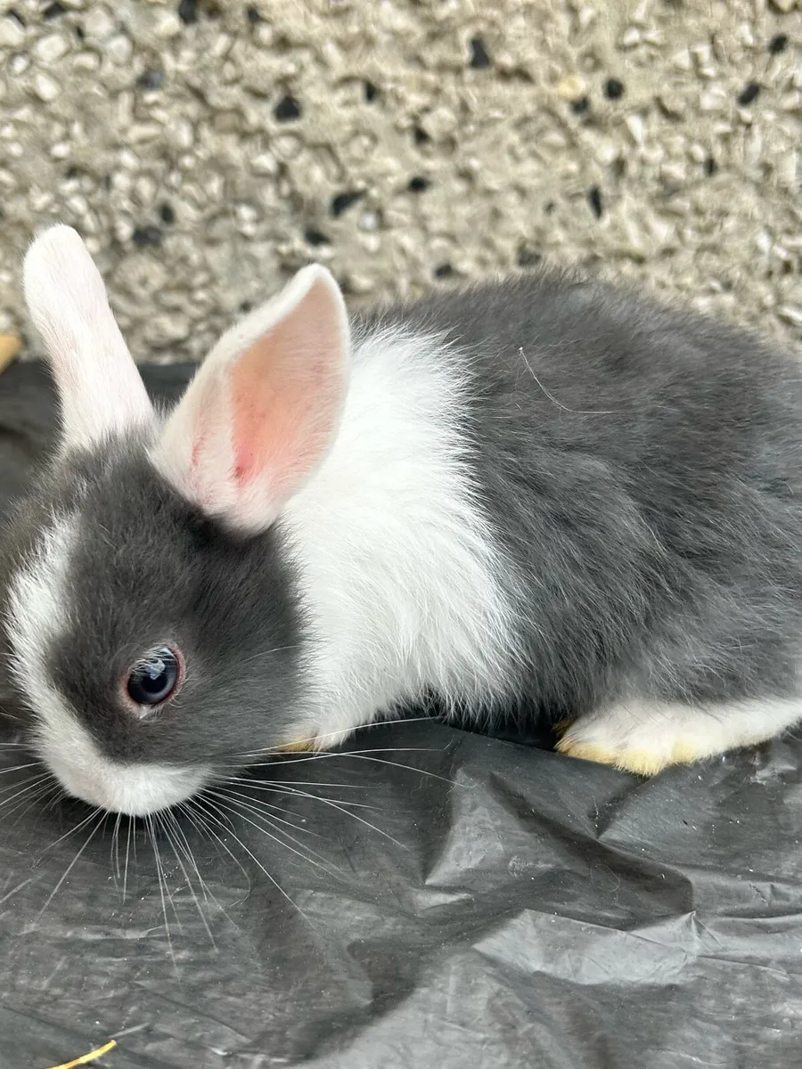 Rabbits - Image 2