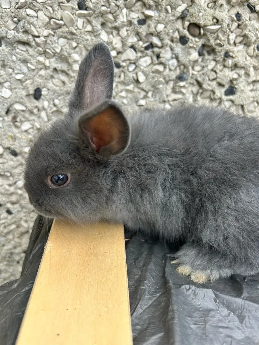 Rabbits - Image 3
