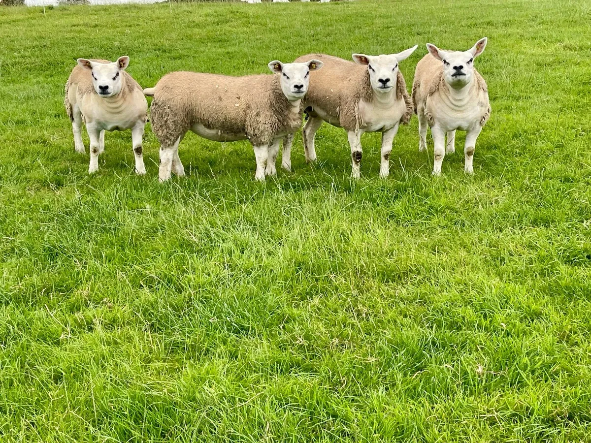 ⭐️Pedigree Registered Texel Ewe lambs⭐️ - Image 2