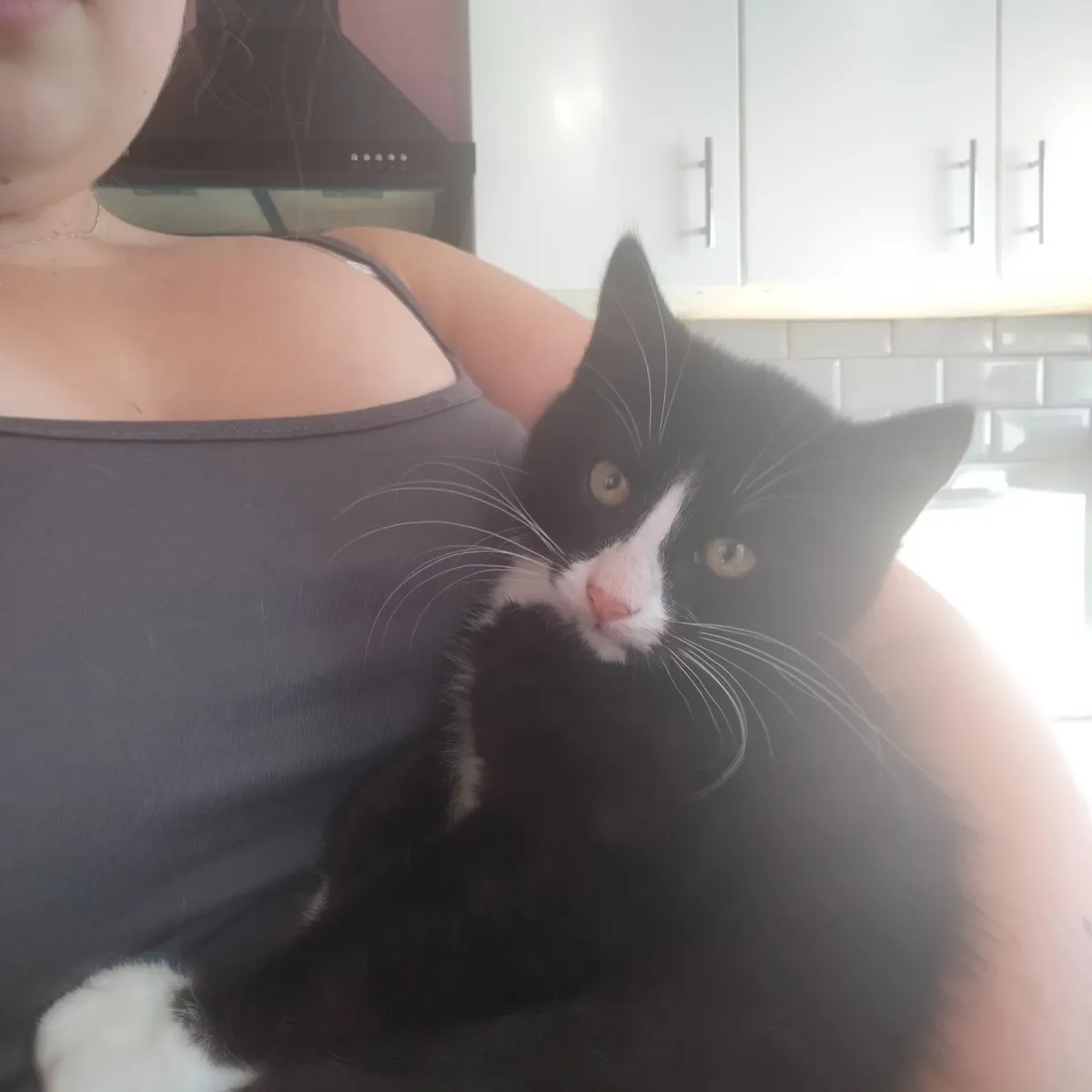 LAST kitten (male) - Image 1