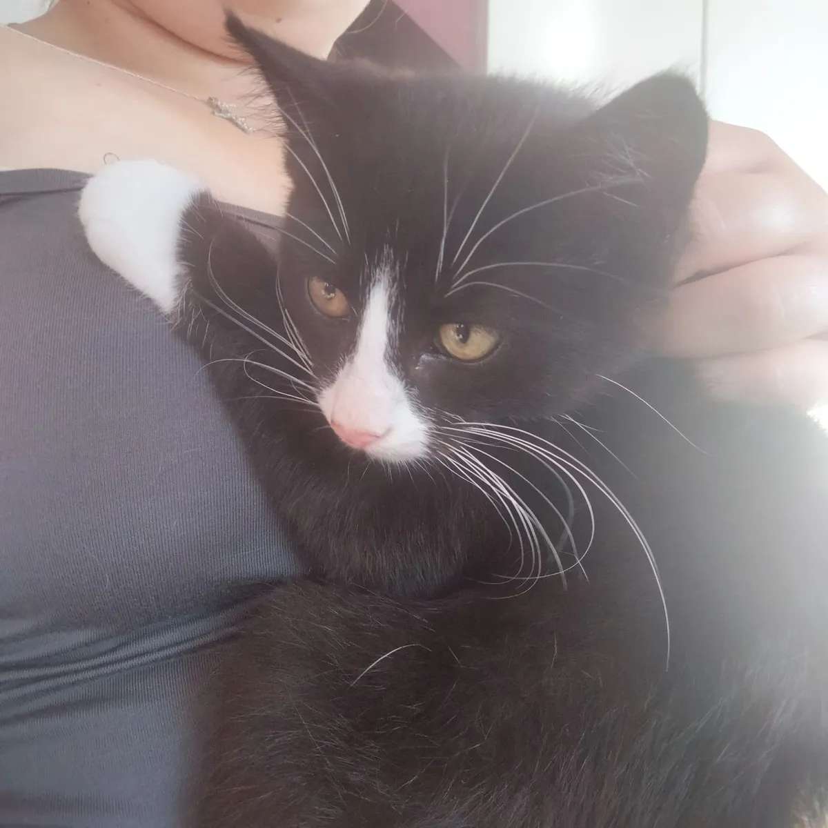 LAST Maine coon cross kitten (male) - Image 3