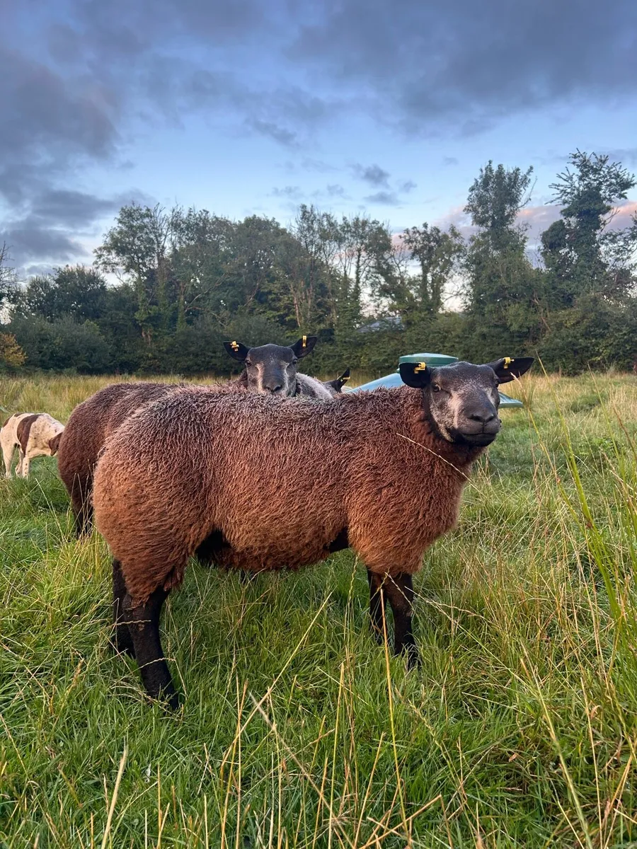 PBR Blue Texel Ram Lambs - Image 1