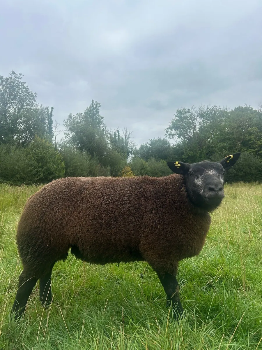 PBR Blue Texel Ram Lambs - Image 2