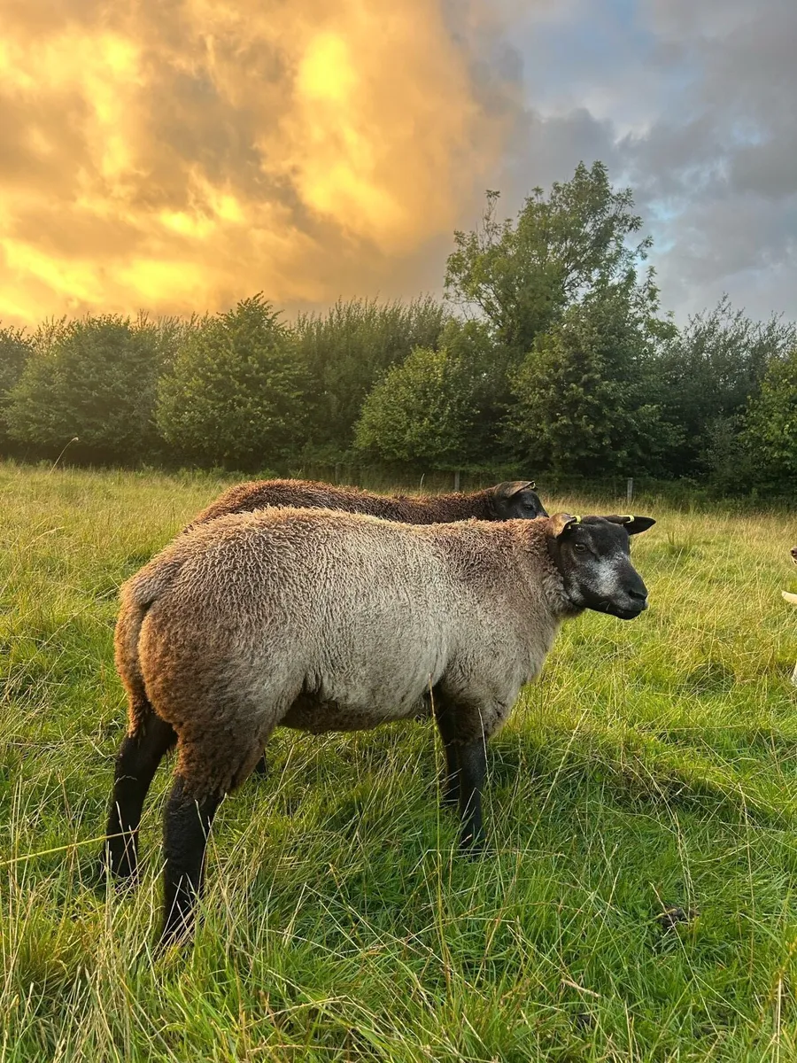 PBR Blue Texel Ram Lambs - Image 3