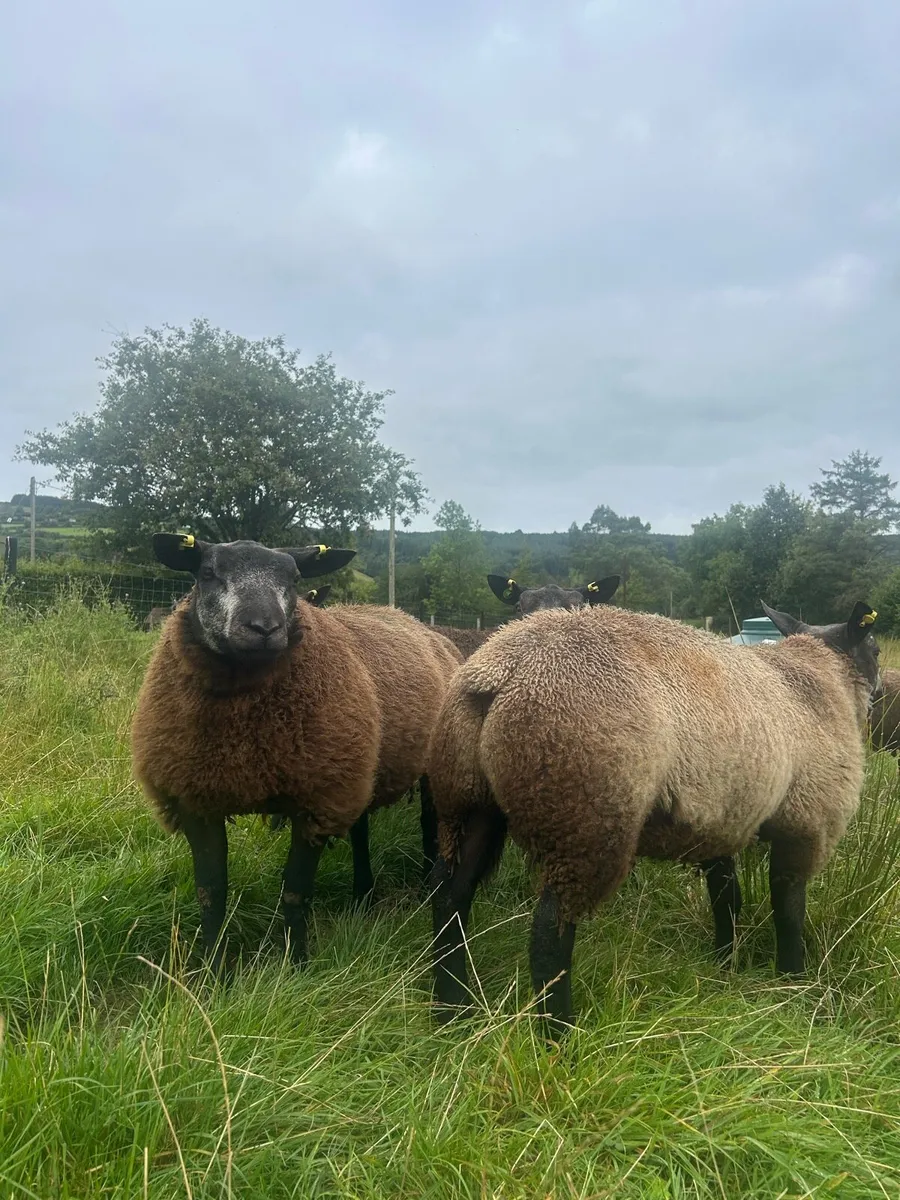PBR Blue Texel Ram Lambs - Image 4