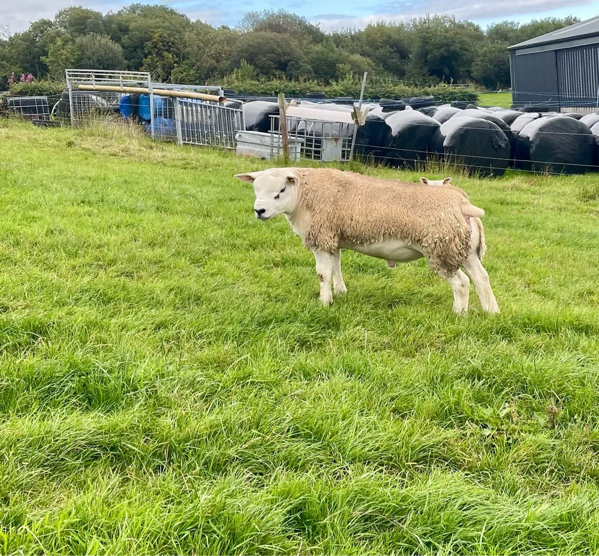 ⭐️SIS Approved Pedigree Registered Texel Ram Lambs - Image 3
