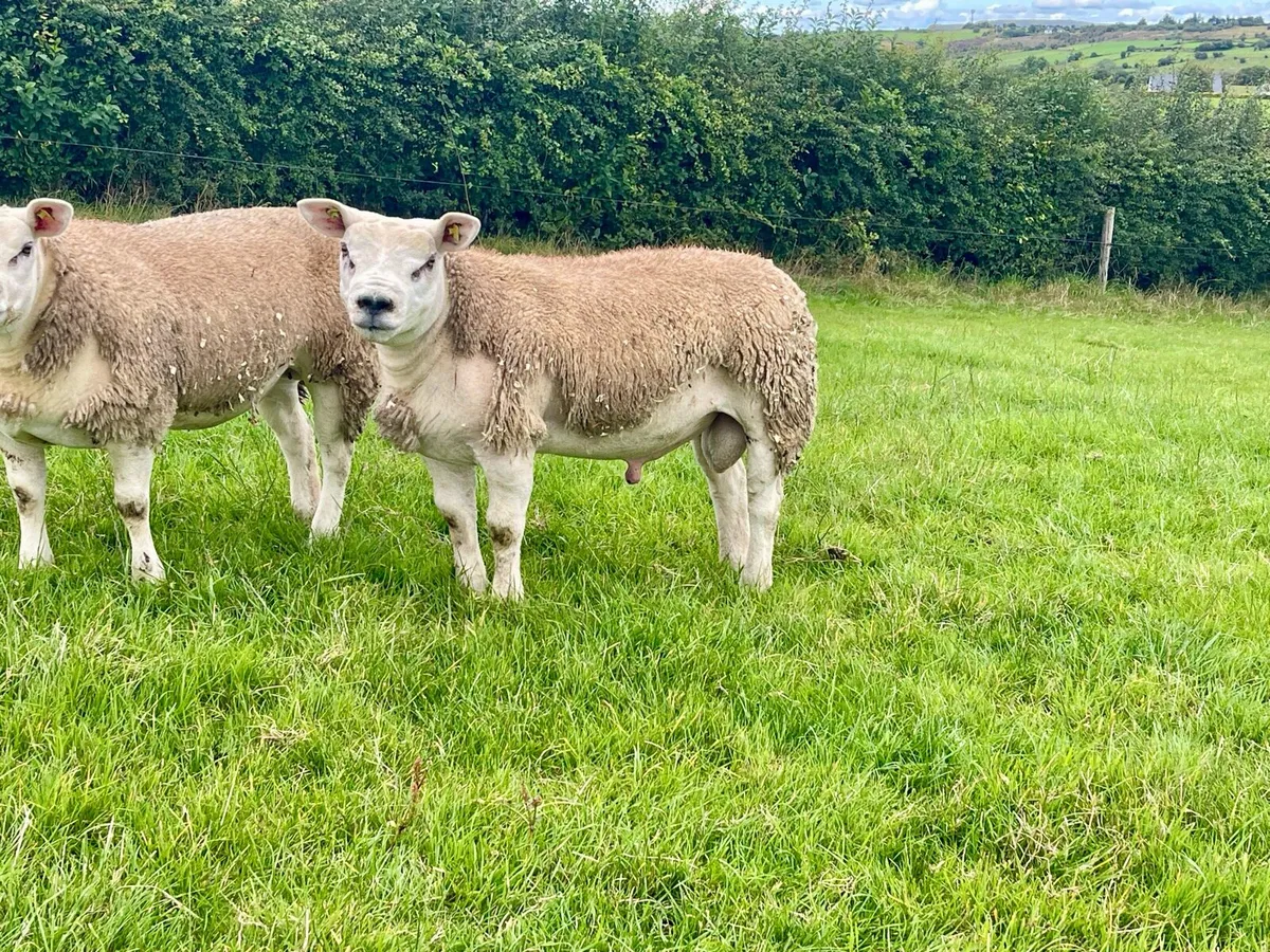 ⭐️SIS Approved Pedigree Registered Texel Ram Lambs - Image 2