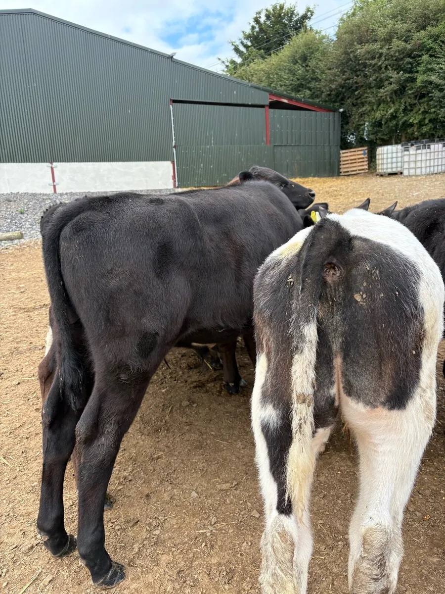 12 top quality 180kg bull Weanlings - Image 2