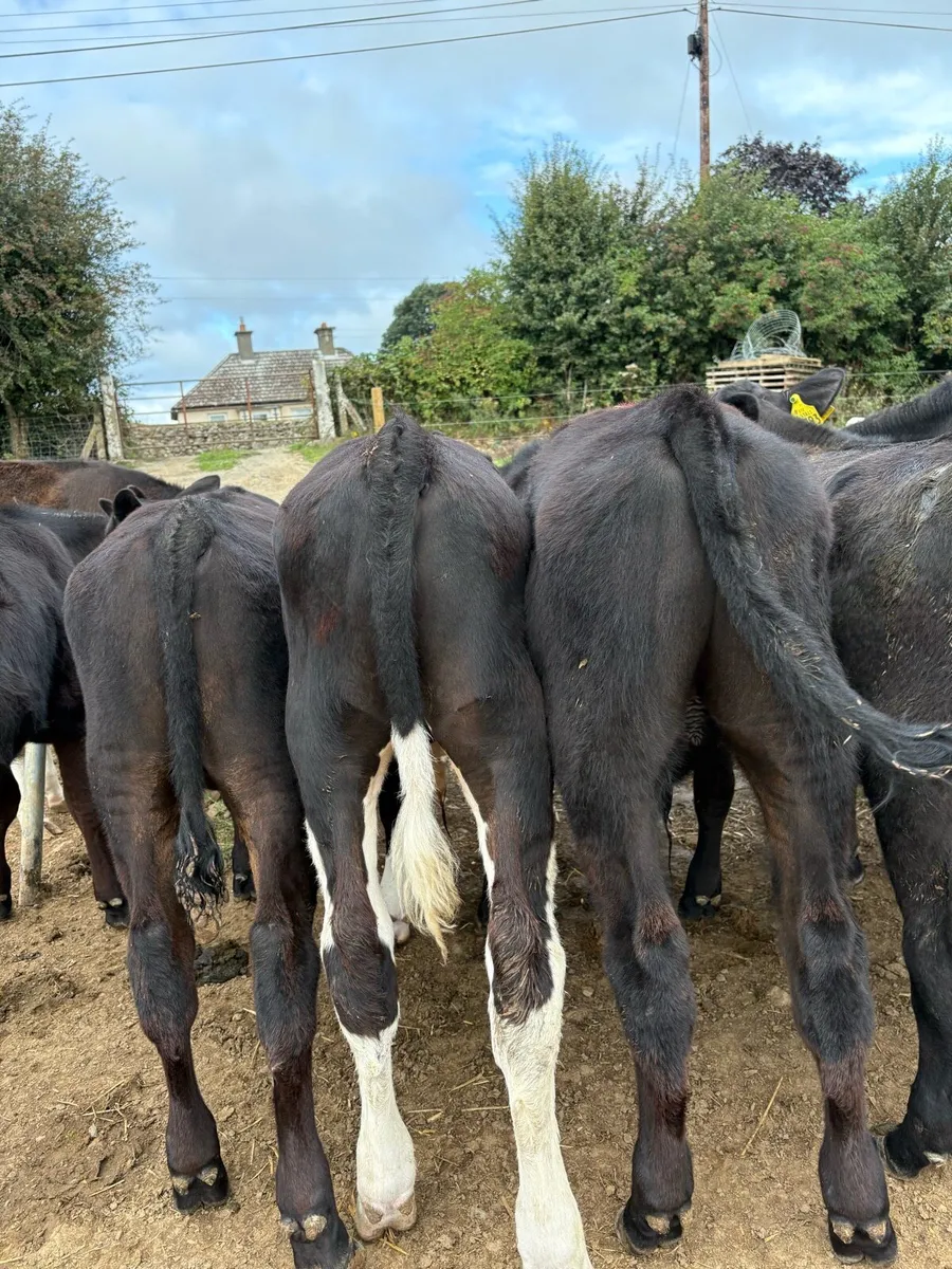 12 top quality 180kg bull Weanlings - Image 3
