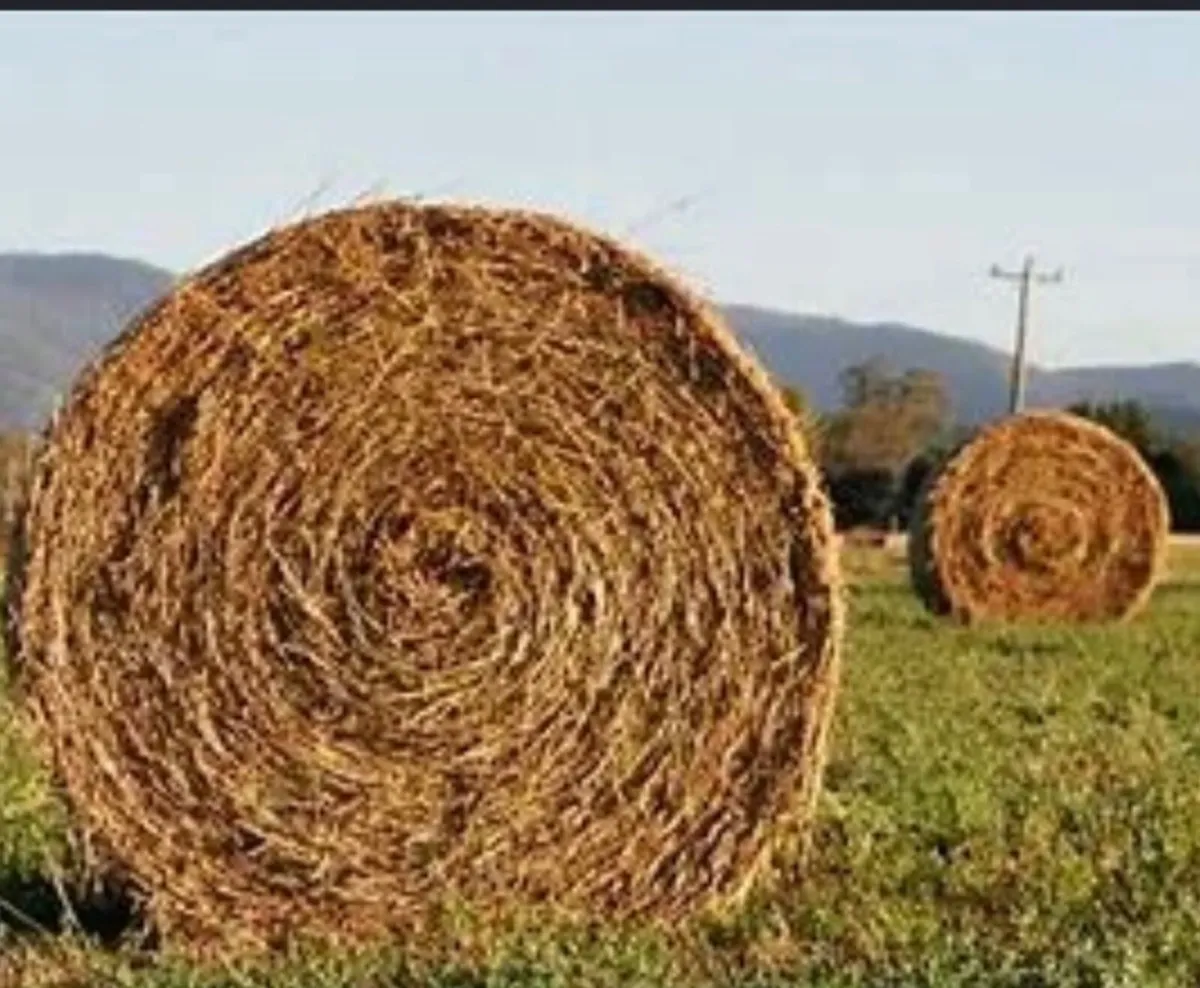 Hay
