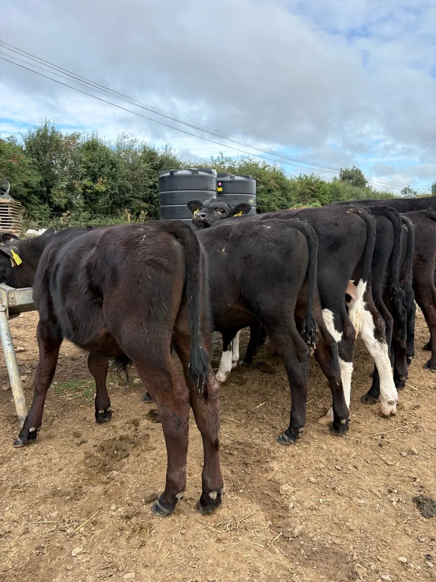 12 top quality 180kg bull Weanlings - Image 1