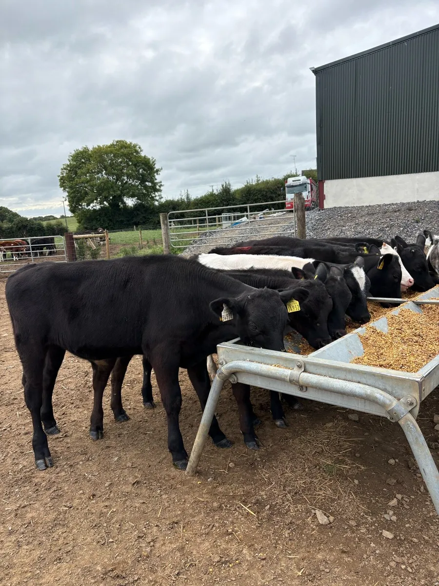 12 top quality 180kg bull Weanlings - Image 4