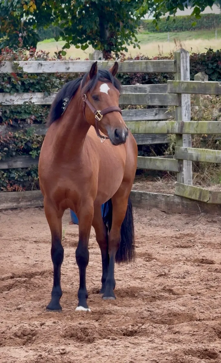 Gwennic de Goarvia gelding - Image 4
