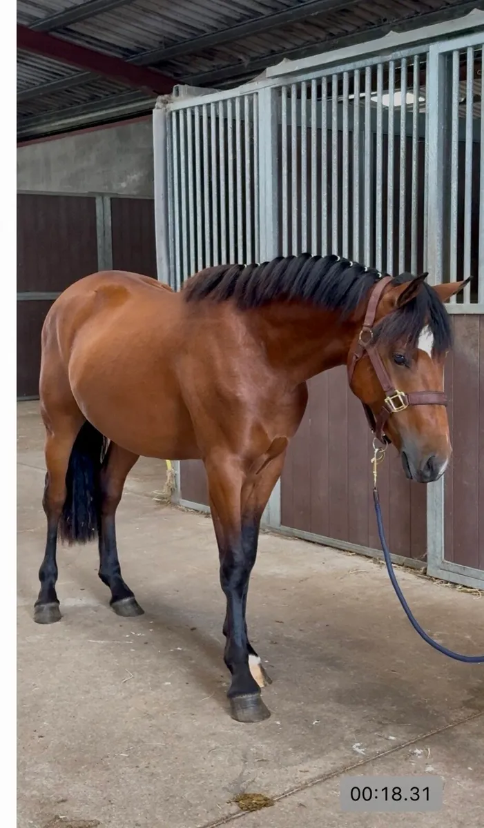 Gwennic de Goarvia gelding - Image 1