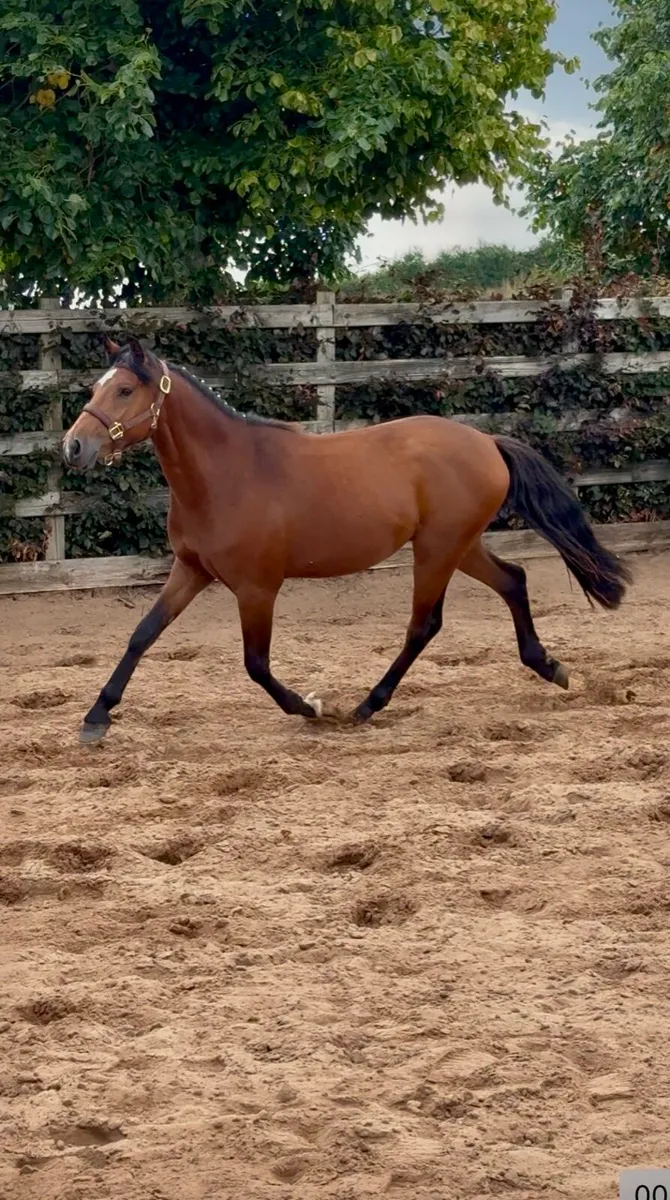 Gwennic de Goarvia gelding - Image 2
