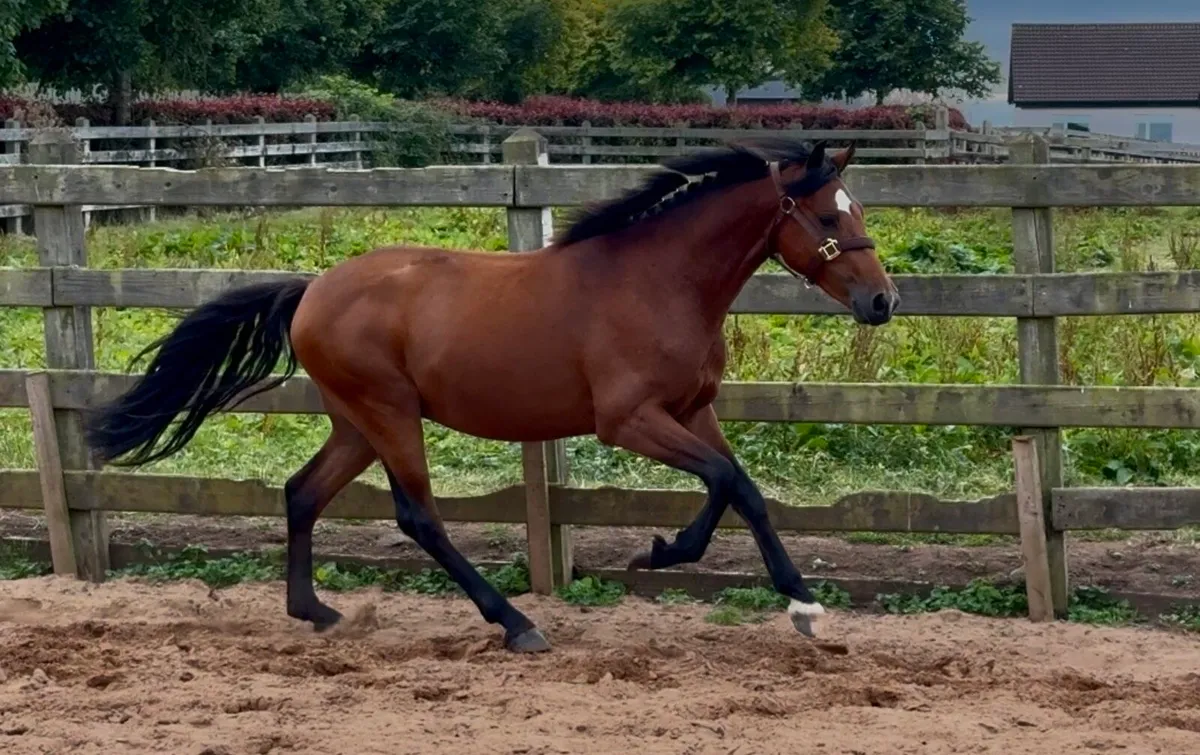 Gwennic de Goarvia gelding - Image 3
