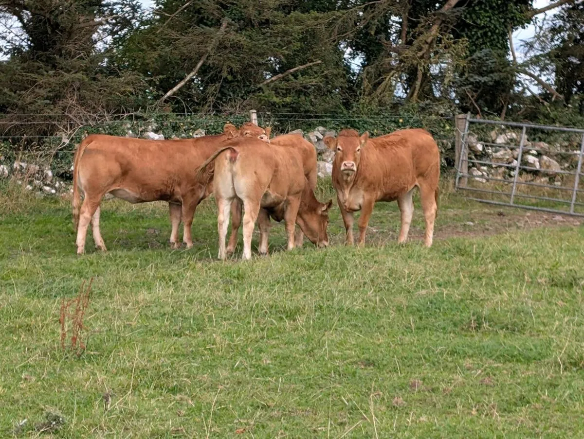 Four 4 Star heifers - Image 4