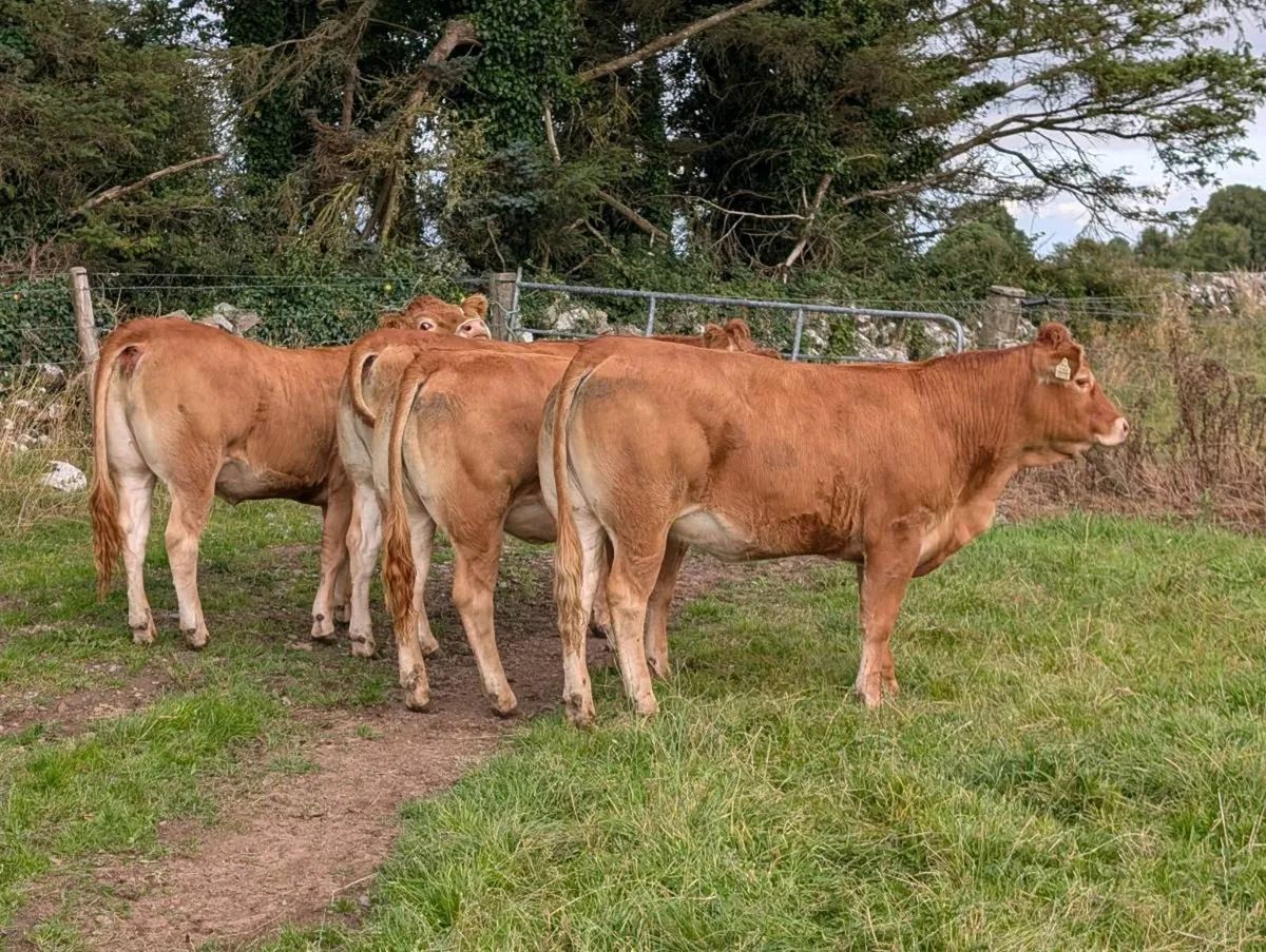 Four 4 Star heifers - Image 2