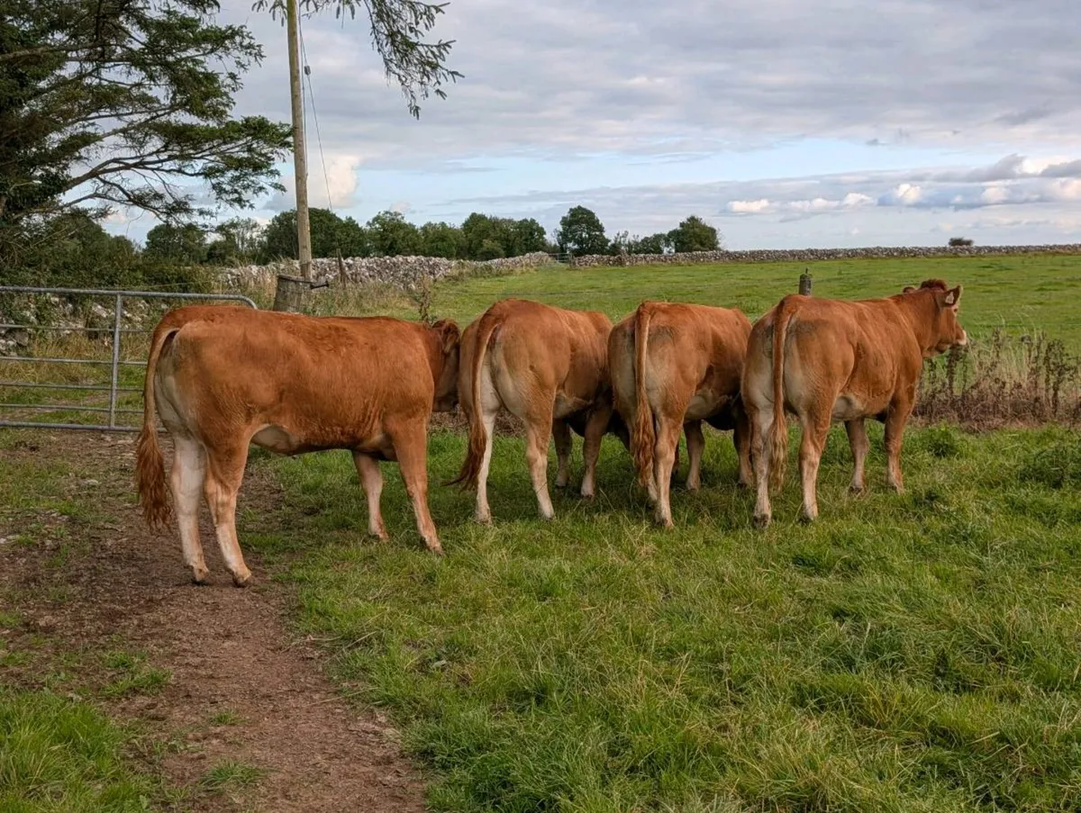 Four 4 Star heifers - Image 3