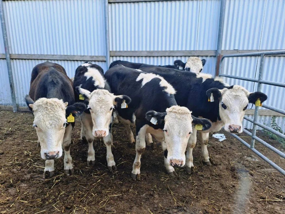 5 Hereford bullocks 350KGS - Image 2