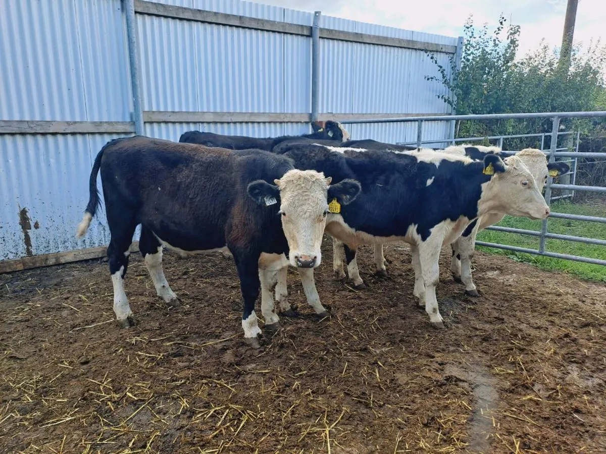 5 Hereford bullocks 350KGS - Image 3