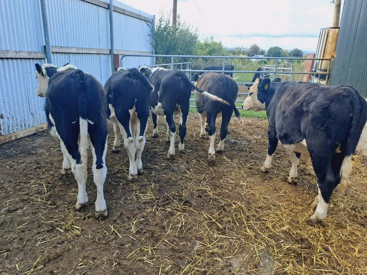 5 Hereford bullocks 350KGS - Image 4
