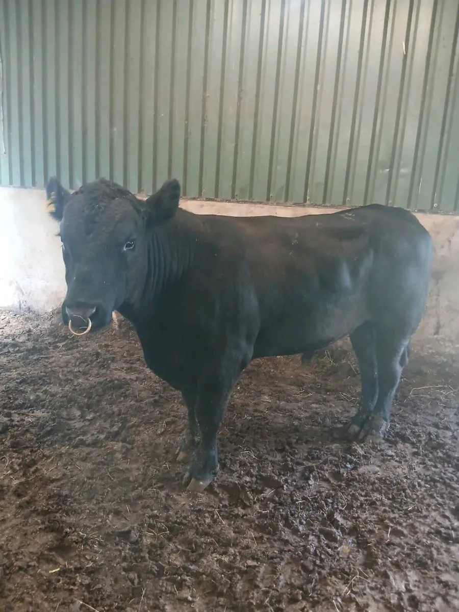 Pure bred angus bull - Image 1