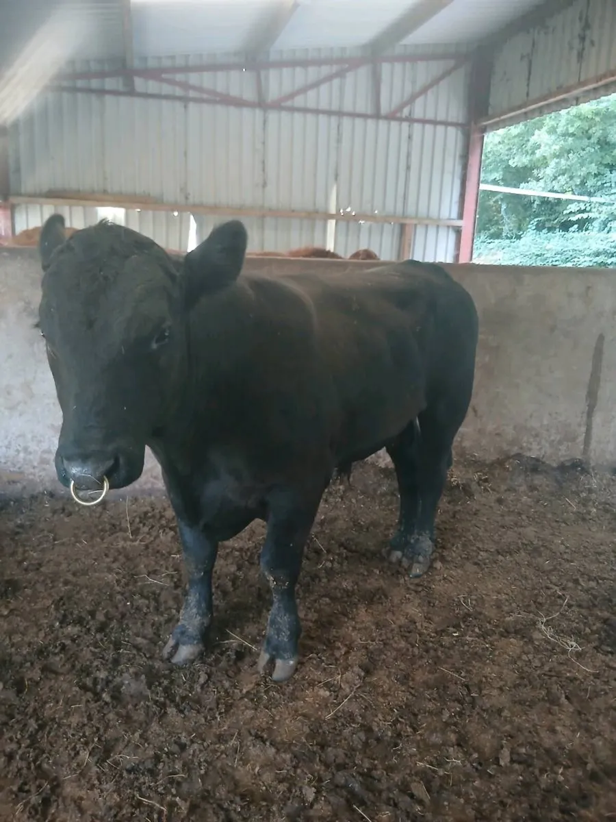 Pure bred angus bull - Image 4