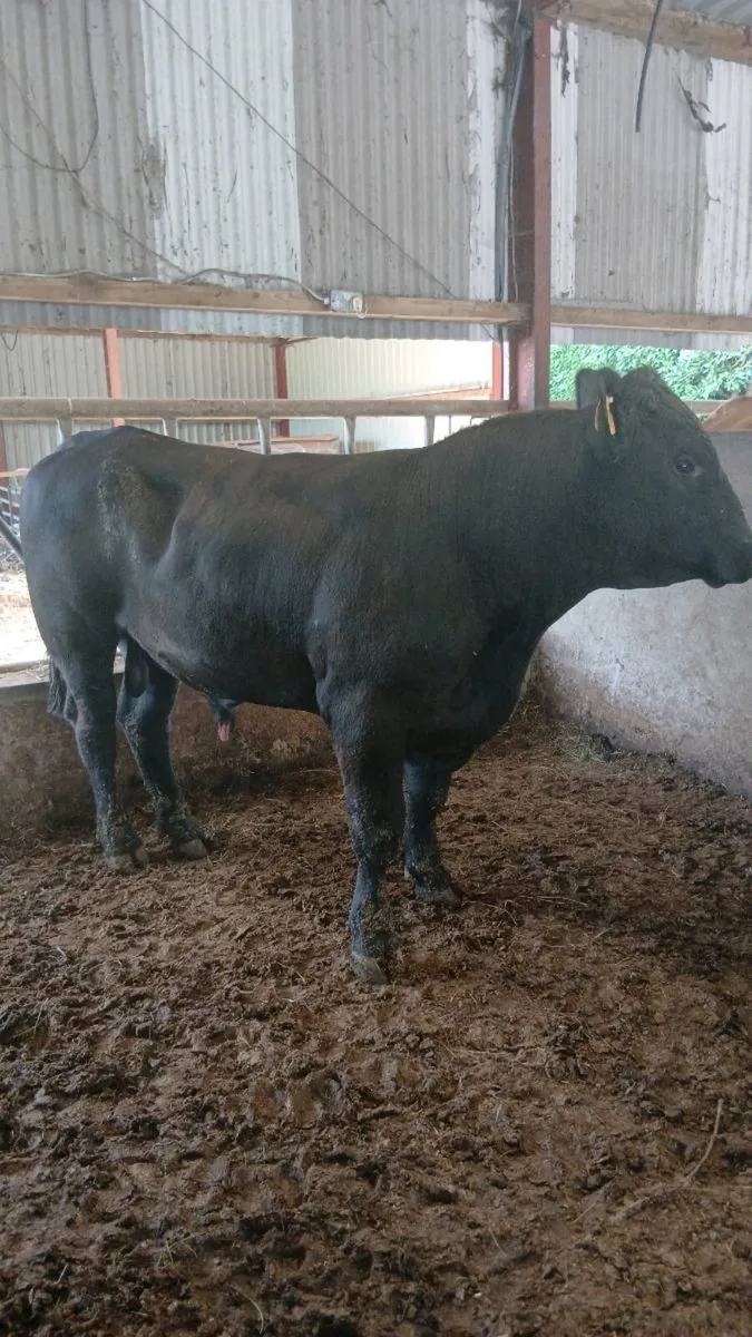 Pure bred angus bull - Image 2