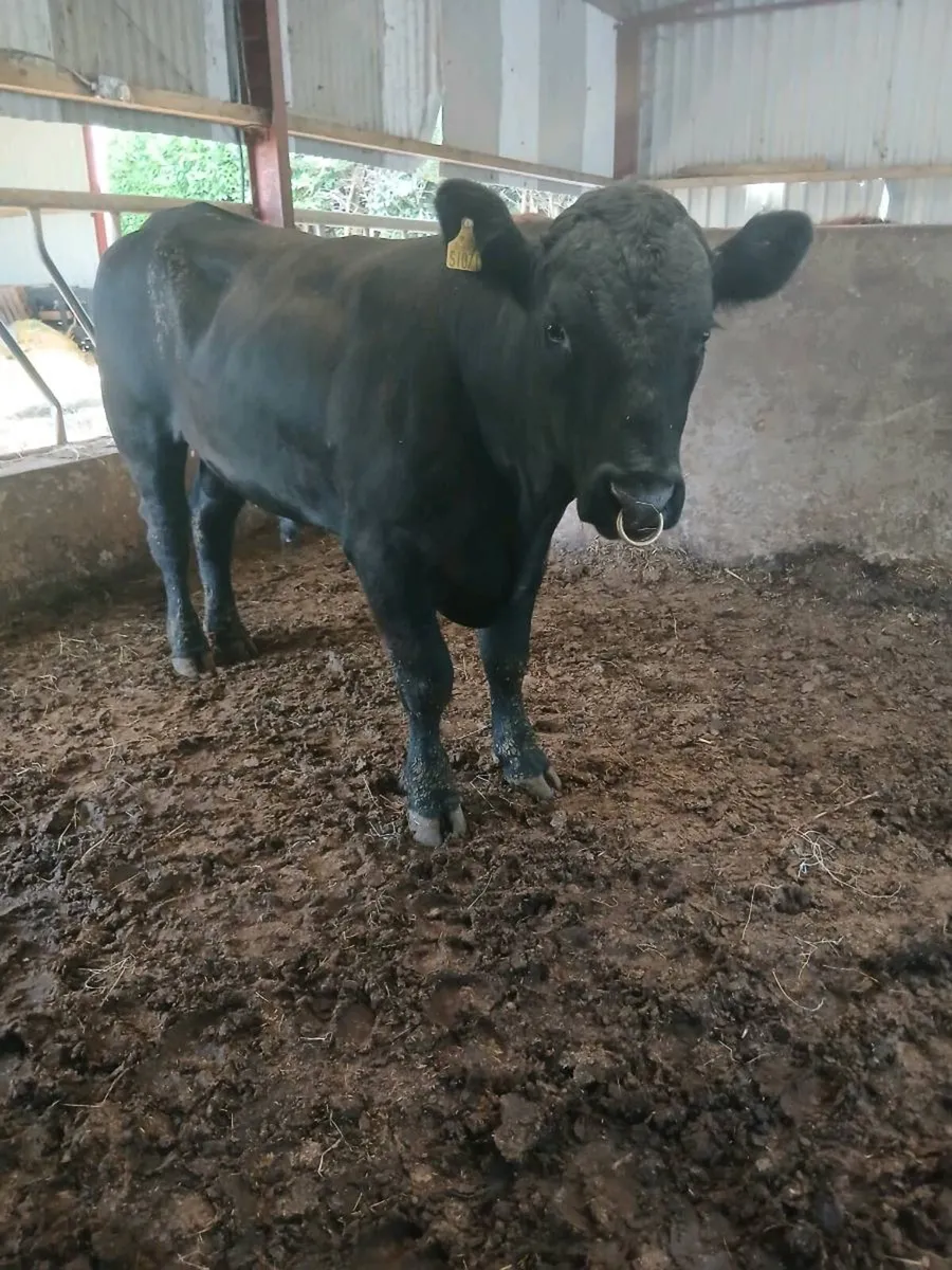 Pure bred angus bull - Image 3