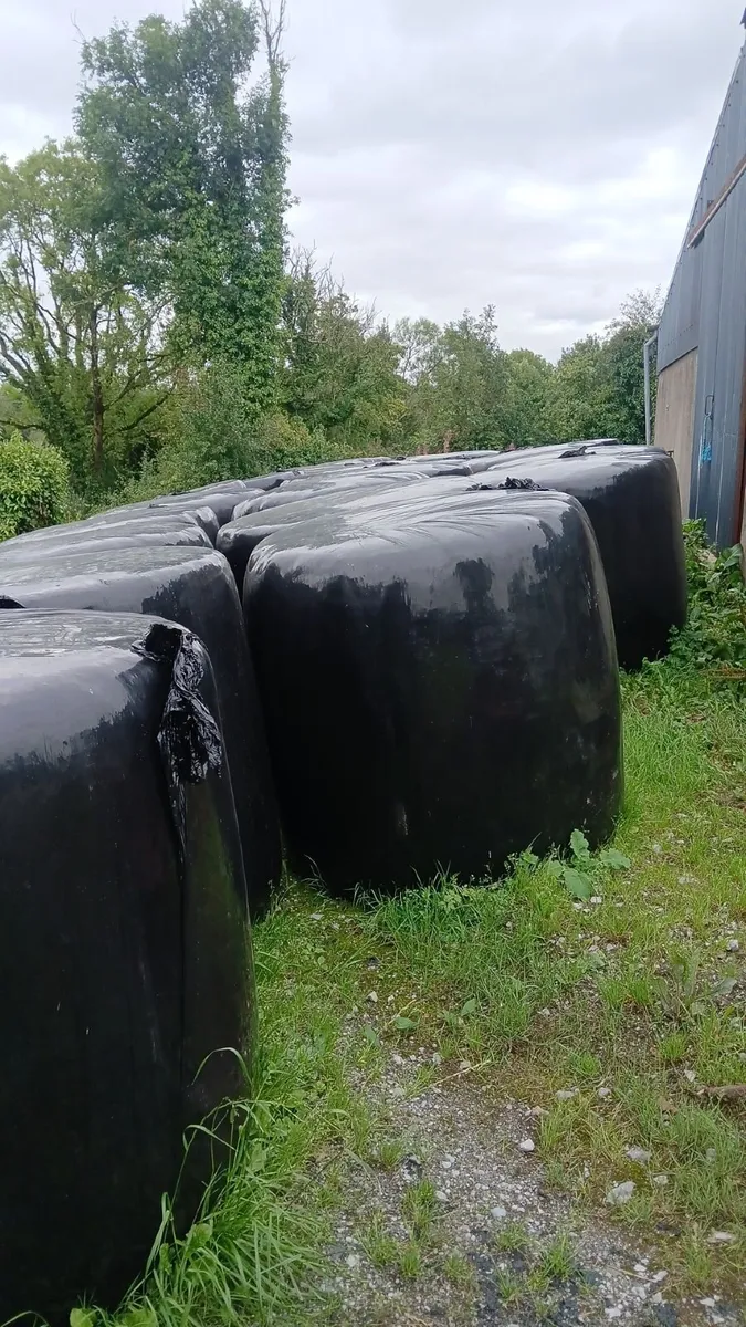 Round bales of silage - Image 2