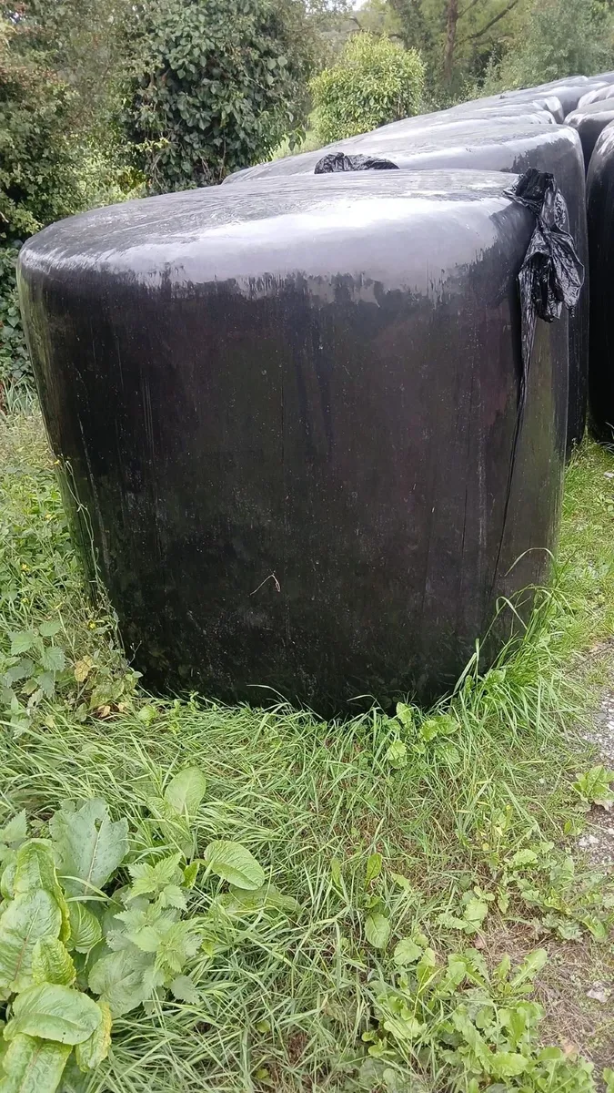 Round bales of silage - Image 3