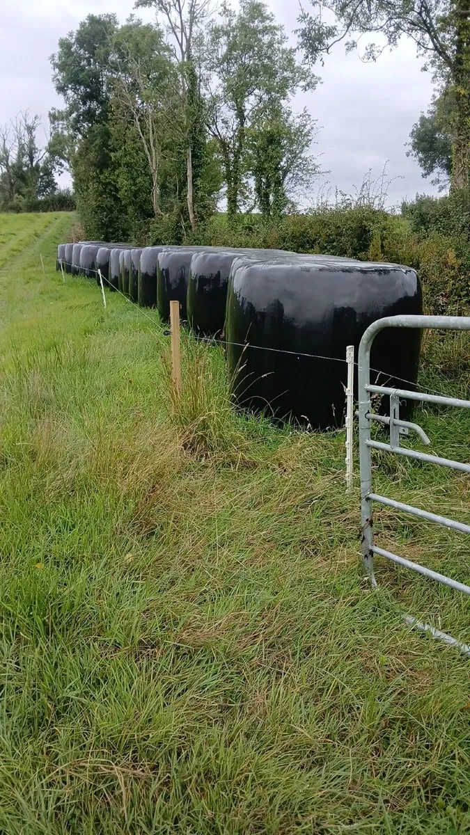 Round bales of silage - Image 4